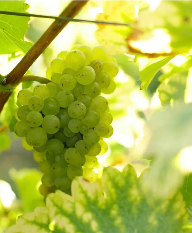 Loire Valley Wines — Brand awareness campaign